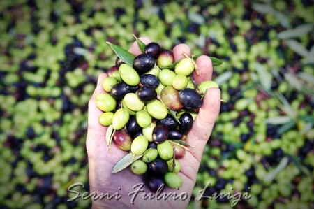 Olive Serni raccolte